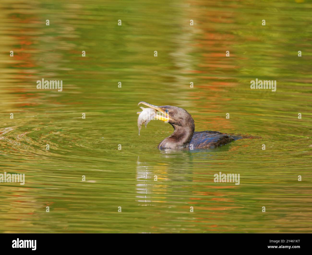 Neotroper Kormoran-Fangfisch Phalacrocorax brasilianus Atlantic Forest, Brasilien BI041469 Stockfoto