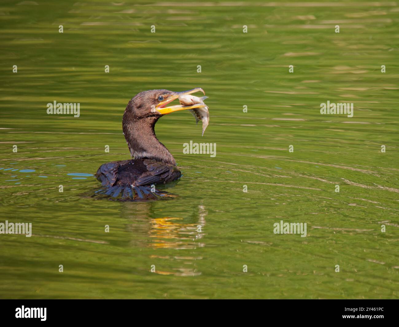 Neotroper Kormoran-Fangfisch Phalacrocorax brasilianus Atlantic Forest, Brasilien BI041472 Stockfoto