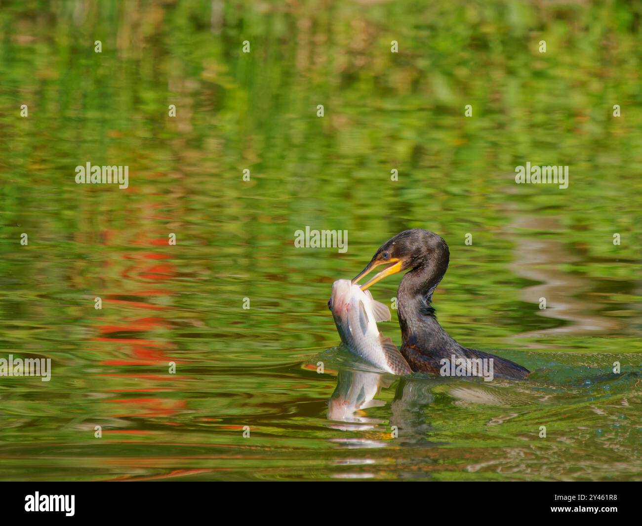 Neotroper Kormoran-Fangfisch Phalacrocorax brasilianus Atlantic Forest, Brasilien BI041480 Stockfoto