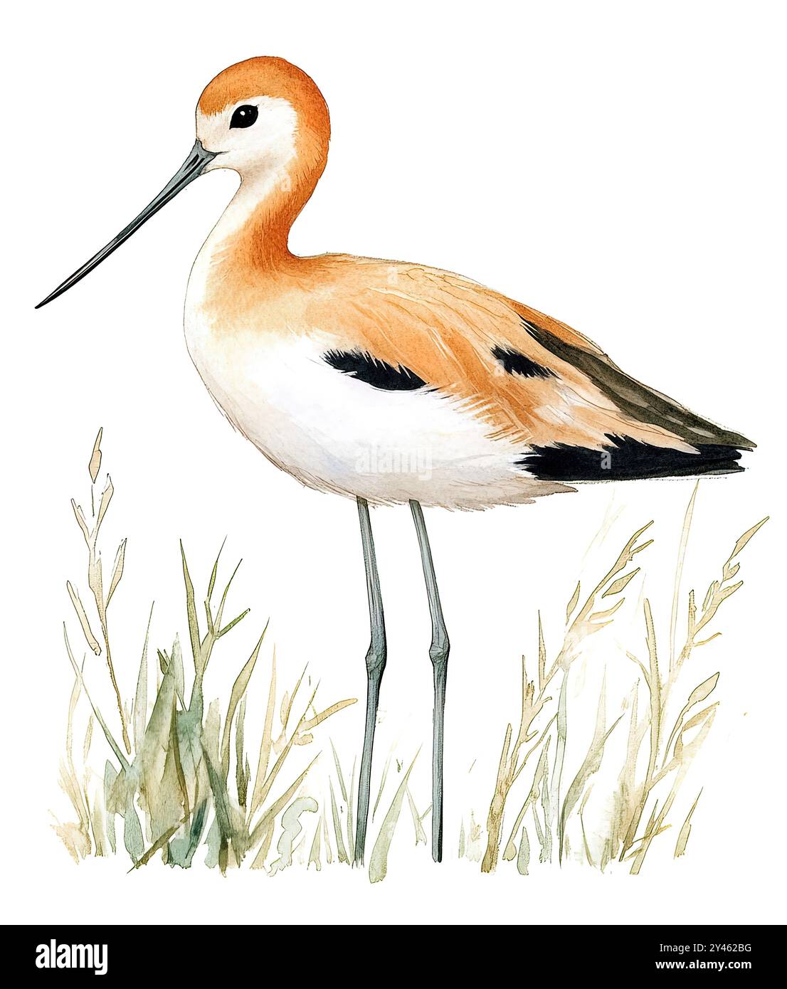 Aquarellmalerei. Ein atemberaubender amerikanischer Avocet steht anmutig inmitten üppiger Gräser. Stockfoto