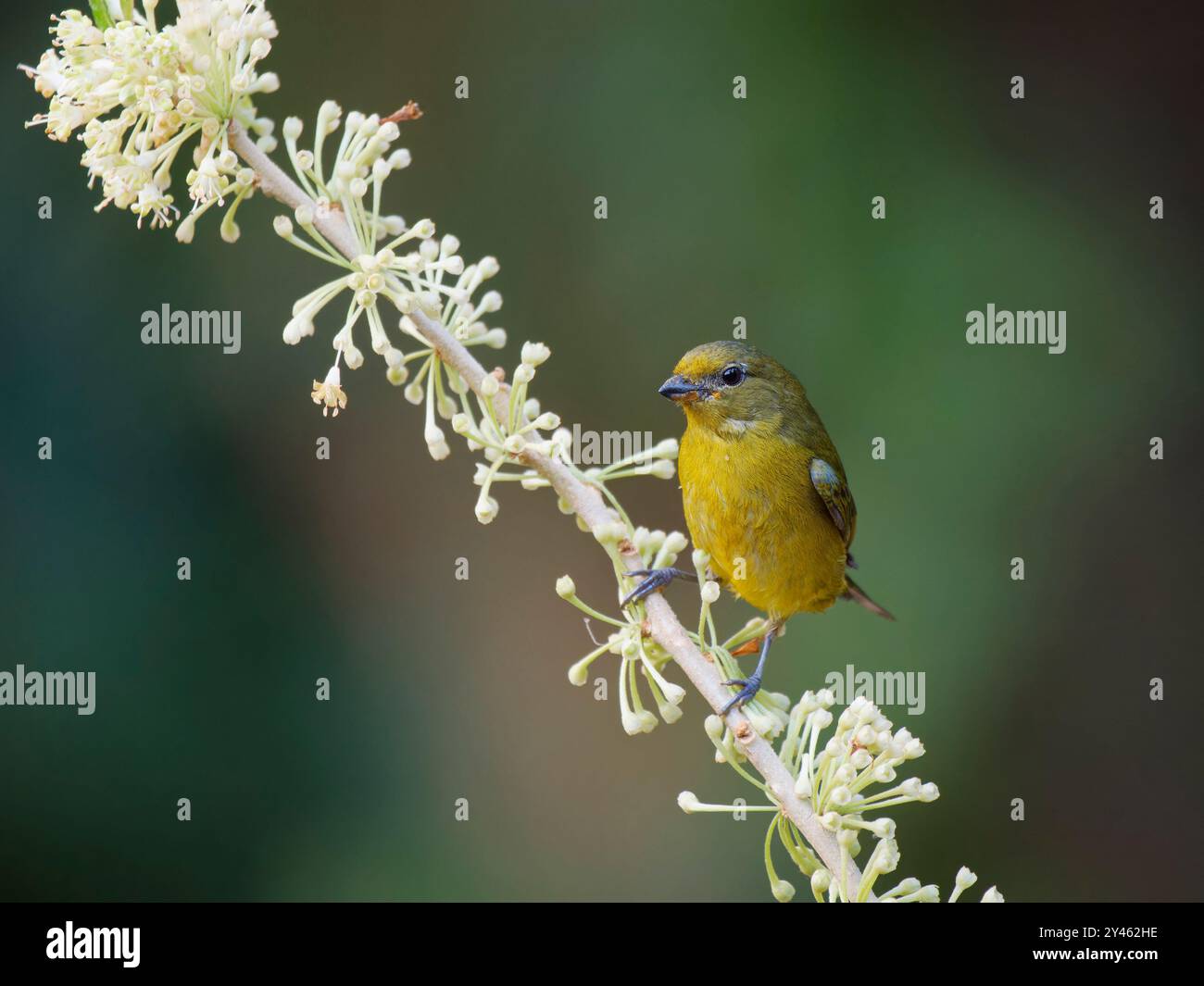 Violaceous Euphonia female Euphonia violacea Atlantic Forest, Brasilien BI041615 Stockfoto