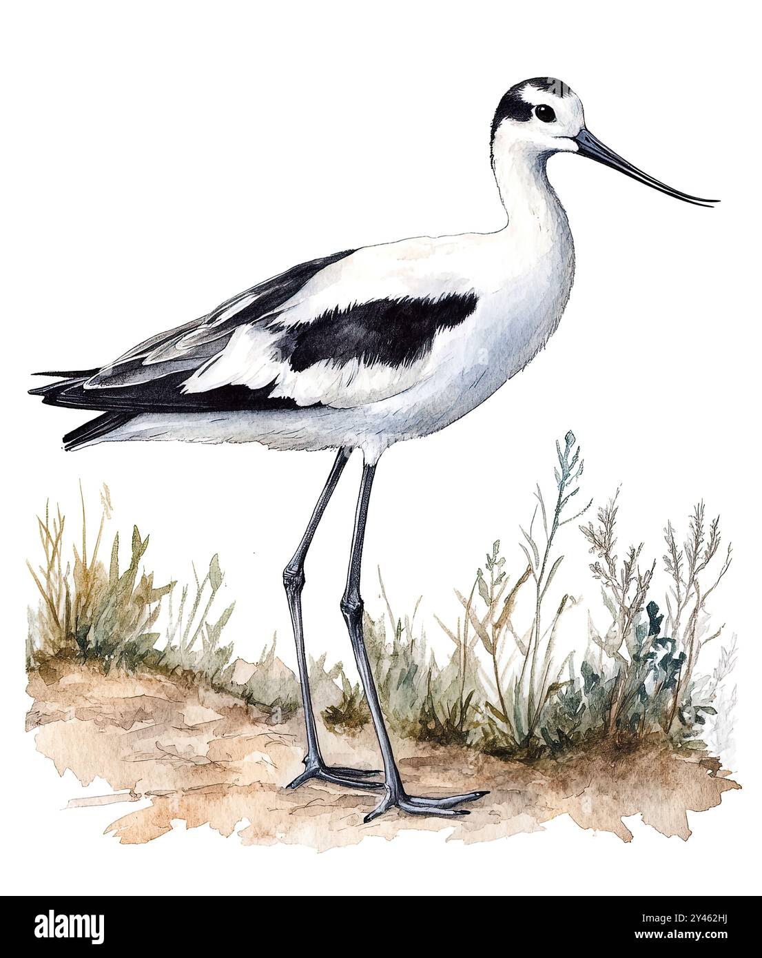 Aquarellmalerei. Ein markanter Avocet mit langen Beinen bewegt sich durch die ruhigen Feuchtgebiete. Stockfoto