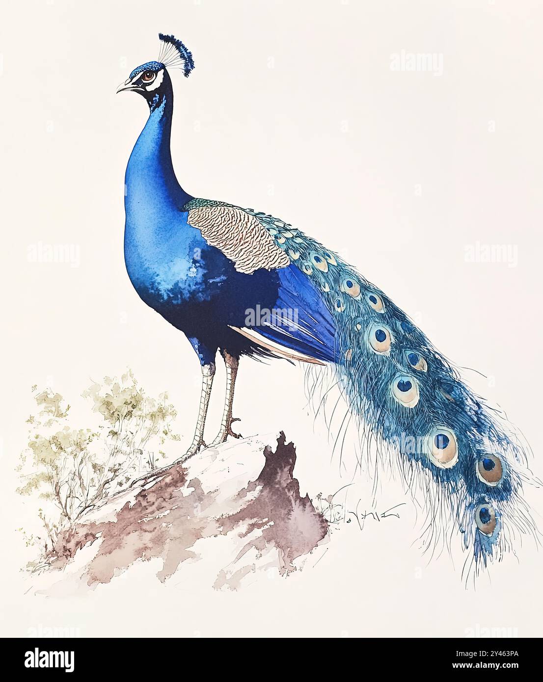 Aquarellmalerei. Ein Pfau zeigt seine farbenfrohen Federn elegant. Stockfoto