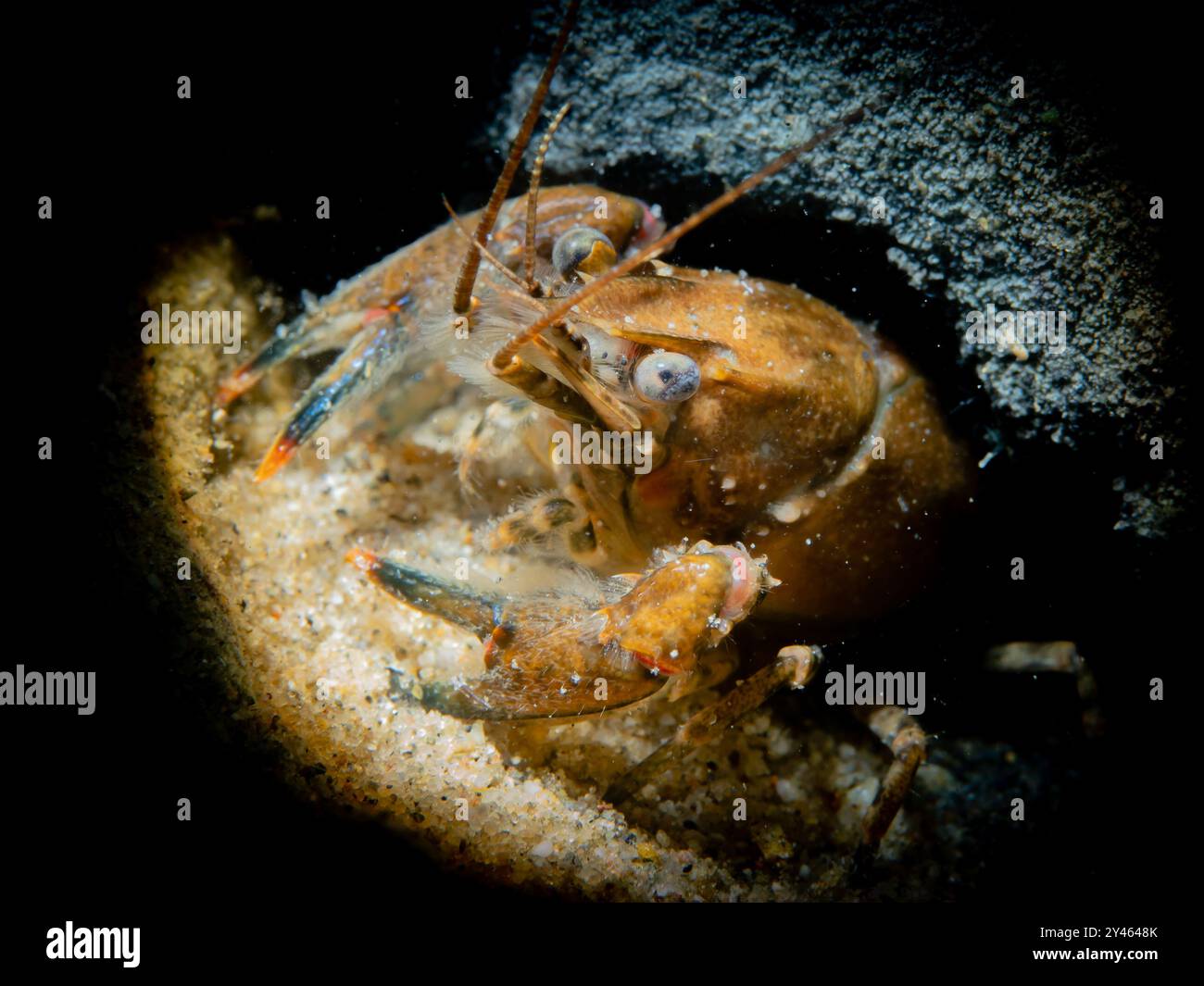 Junger Flußkrebs auf sandigen Boden, Junge Flusskrebse auf Sandboden, Astacidae, NRW, Deutschland Stockfoto