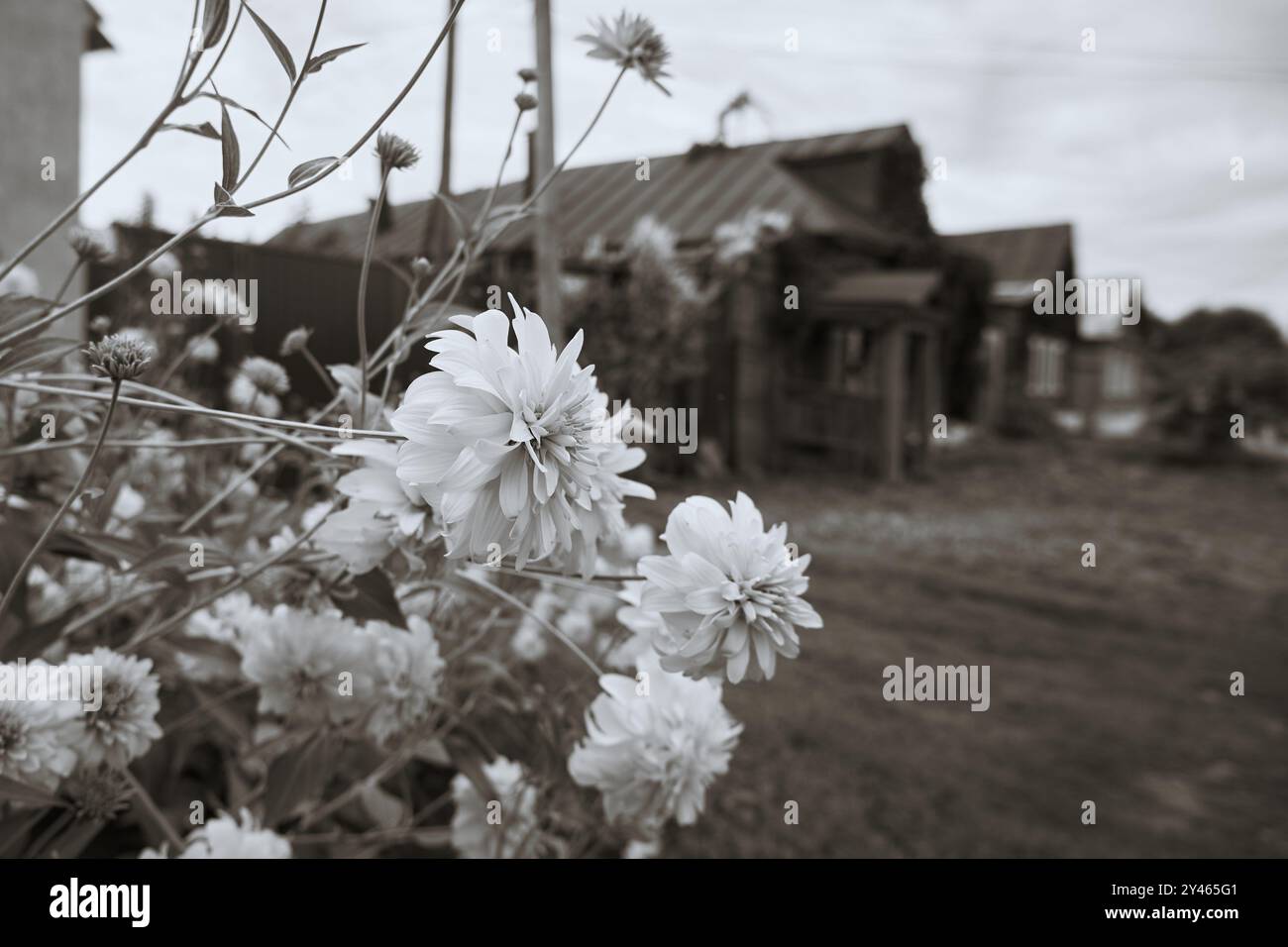 Weiße Blumen auf dem Hintergrund eines alten Holzhauses. Schwarzweißbild mit Sepia-Effekt Stockfoto
