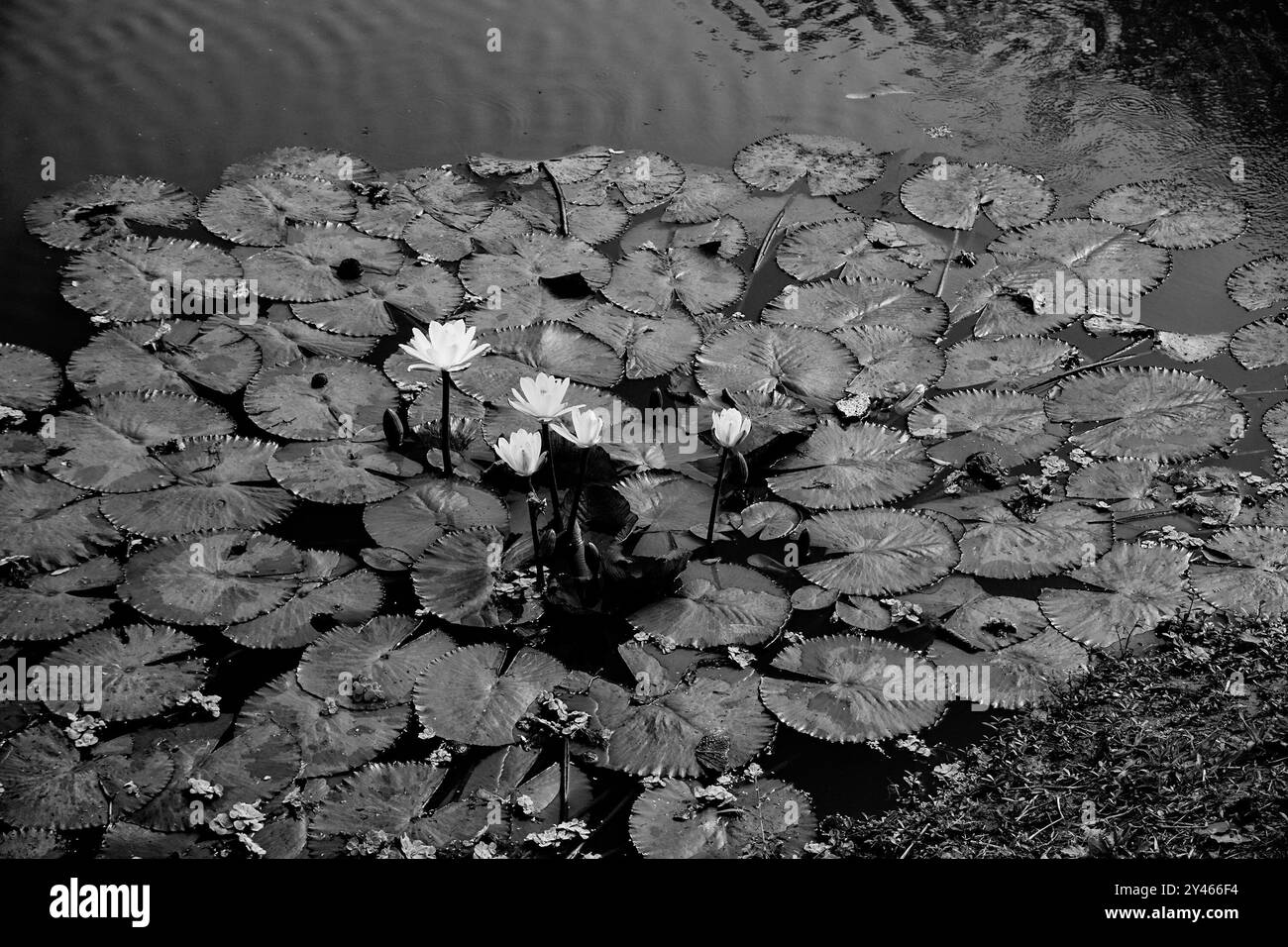 Seerosen, Nymphaeaceae, ist eine Familie von blühenden Pflanzen, die auch als Seerosen bezeichnet werden. Blumen und Blätter, die auf Teichwasser schwimmen. Wunderschöne Natur Stockfoto