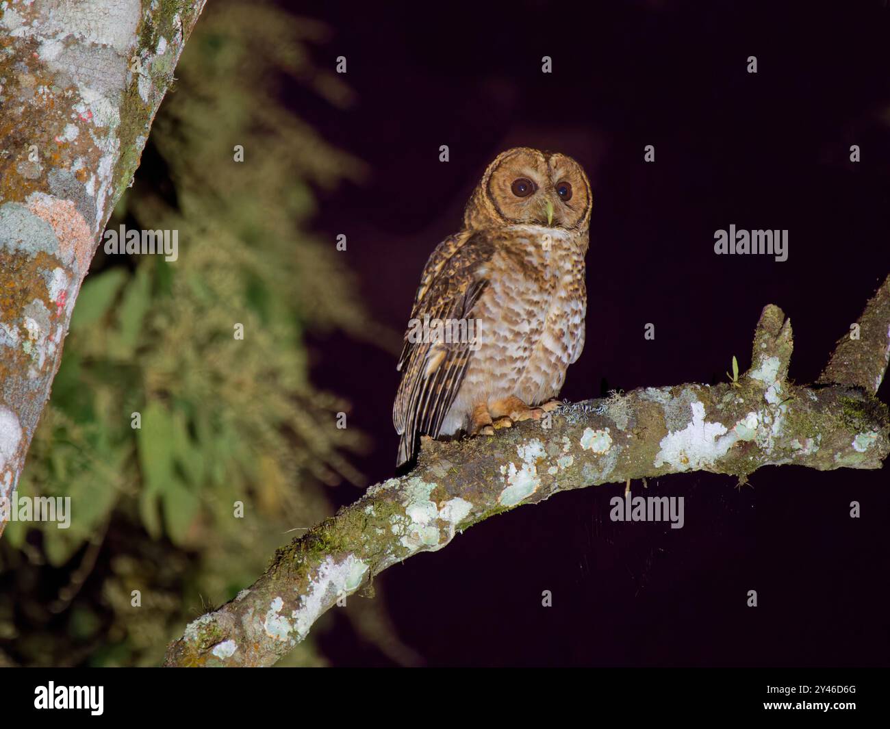 Rusty Barred Owl Strix hylophila Atlantic Forest, Brasilien BI042071 Stockfoto