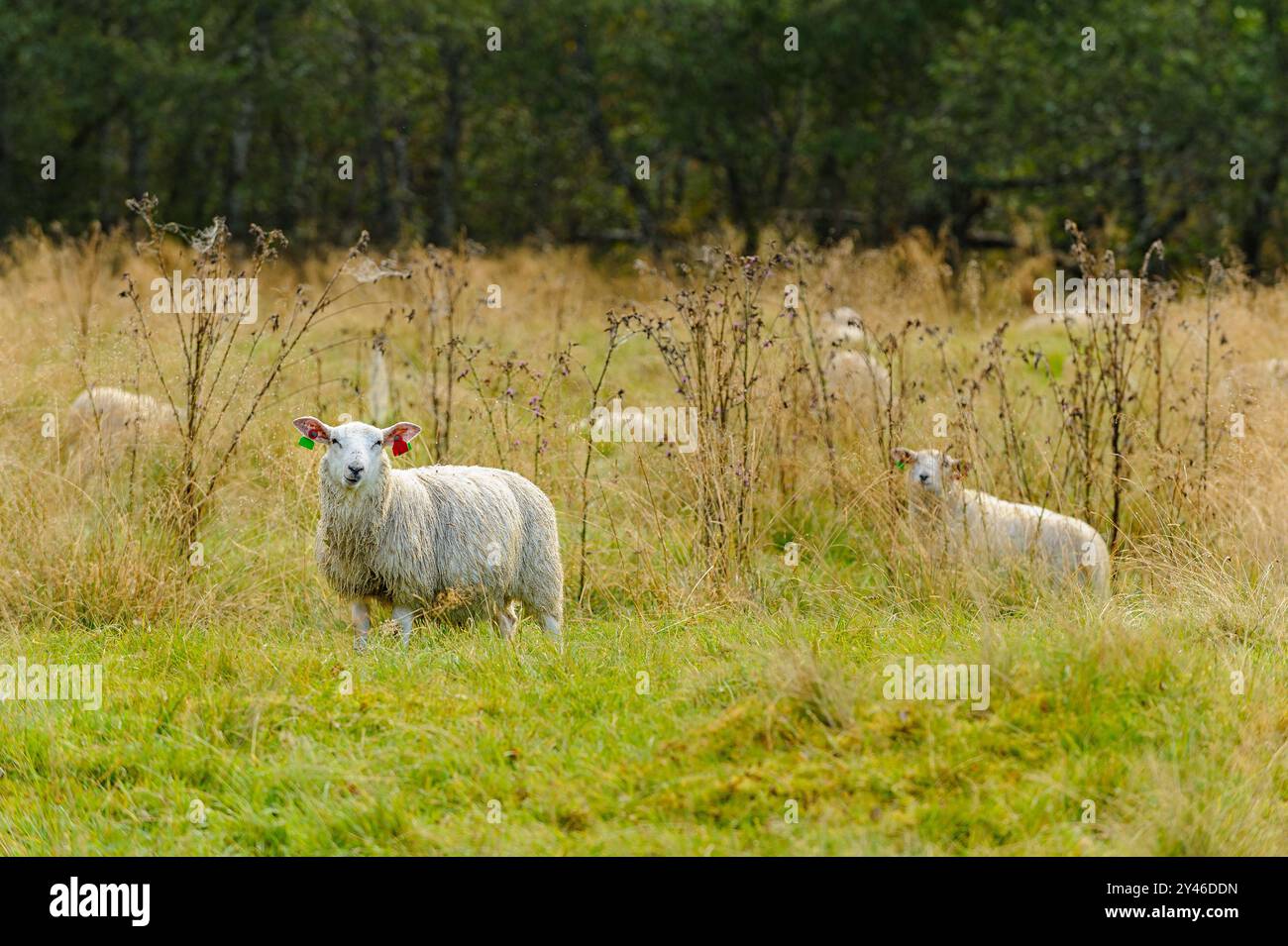 Eine Gruppe von Schafen weidet zufrieden auf einer lebhaften grünen Weide, die mit hohem Gras und wilden Pflanzen unter einem klaren blauen Himmel gefüllt ist. Stockfoto