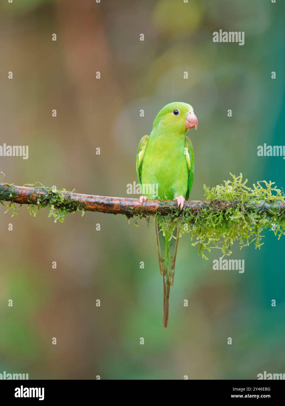 Papageiensittich Brotogeris tirica Atlantic Forest, Brasilien BI042145 Stockfoto