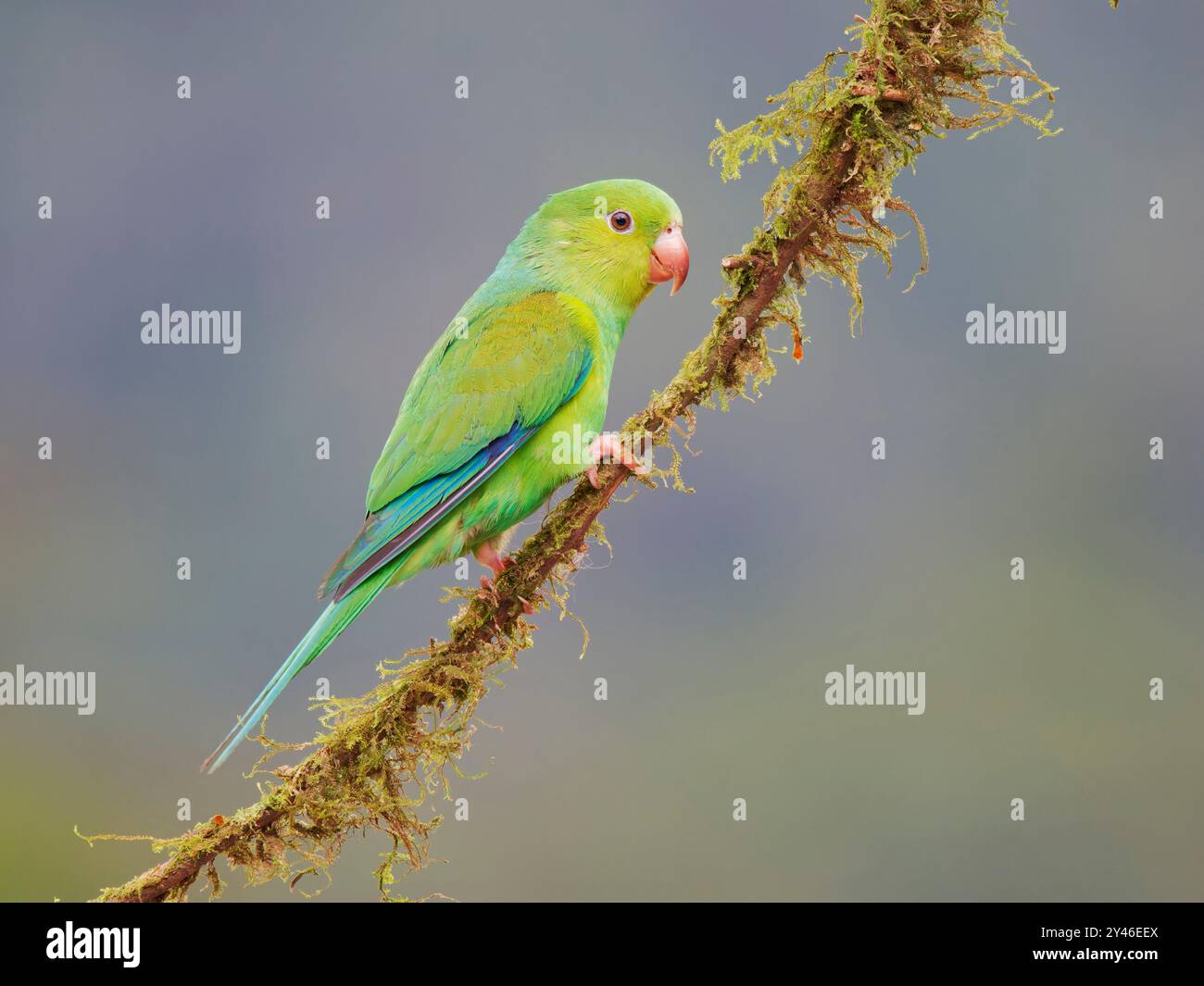 Papageiensittich Brotogeris tirica Atlantic Forest, Brasilien BI042156 Stockfoto
