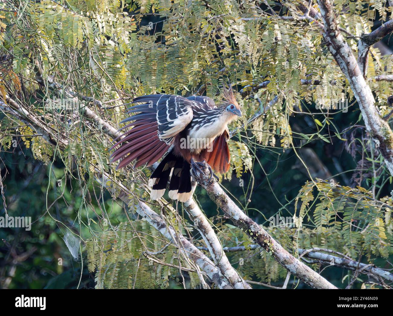 Hoatzin, Hoactzin, Hoazin huppé, Opisthocomus hoazin, Nationalpark Yasuní, Ecuador, Südamerika Stockfoto