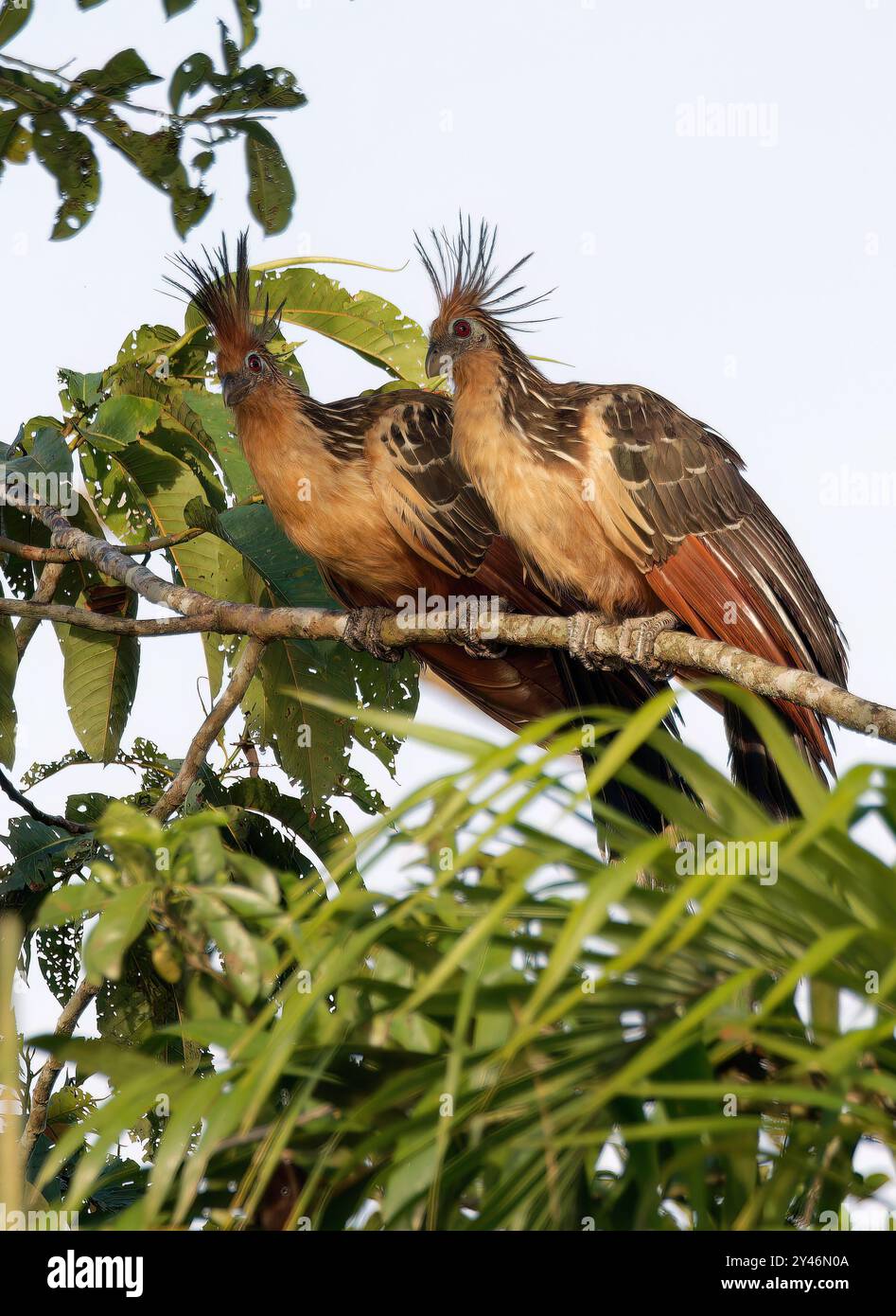 Hoatzin, Hoactzin, Hoazin huppé, Opisthocomus hoazin, Nationalpark Yasuní, Ecuador, Südamerika Stockfoto