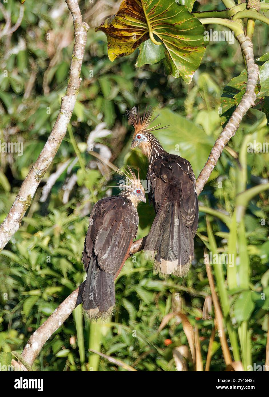 Hoatzin, Hoactzin, Hoazin huppé, Opisthocomus hoazin, Nationalpark Yasuní, Ecuador, Südamerika Stockfoto