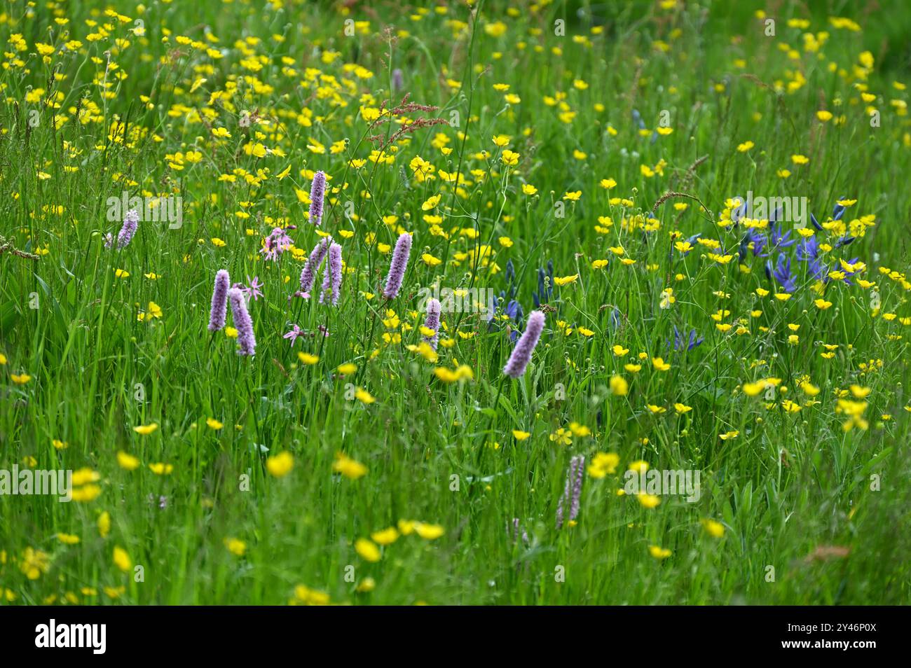 Gemischte Frühlingswiesen mit Butterblumen, Bistort und camassia Stockfoto