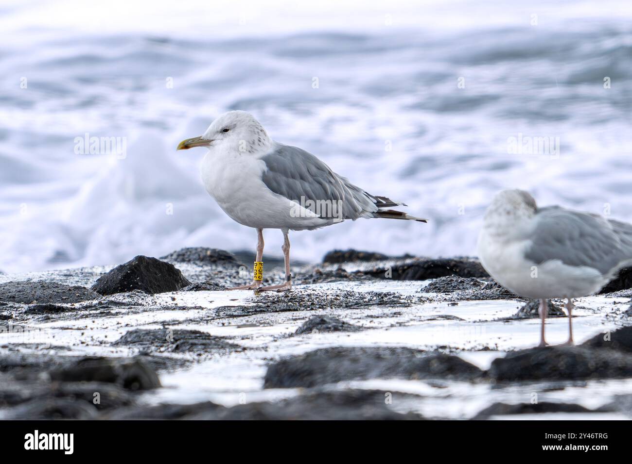 Kaspische Möwe (Larus cachinnans) mit gelbem Band / Farbring am Bein, der im Spätsommer an der Küste entlang der Nordseeküste liegt Stockfoto