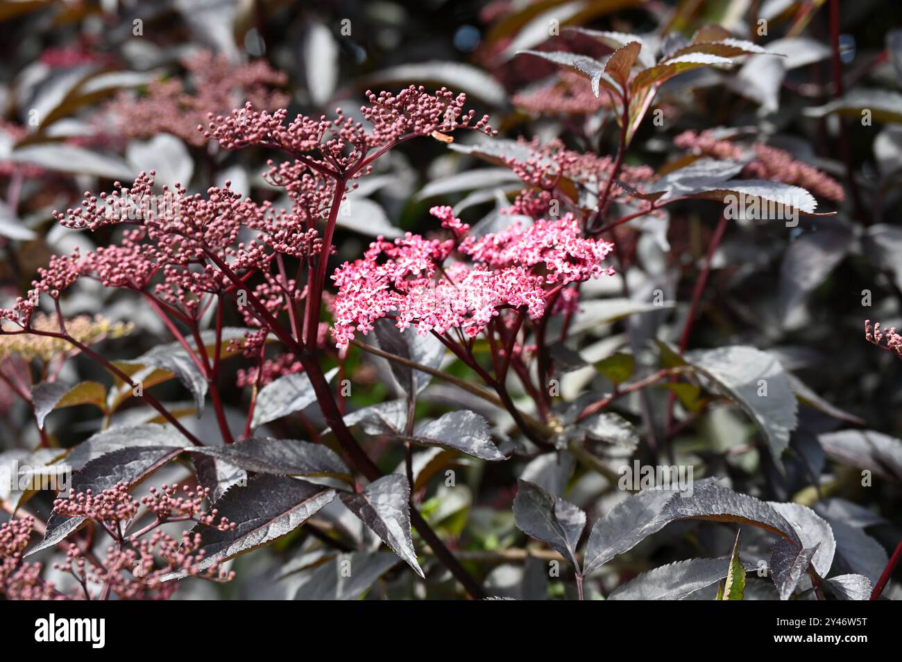 Rosafarbene Sommerblumen, rote Knospen und violette Blätter von schwarzem Holunder oder Holunder Sambucus Nigra Dark Leaf Form UK Garden May Stockfoto