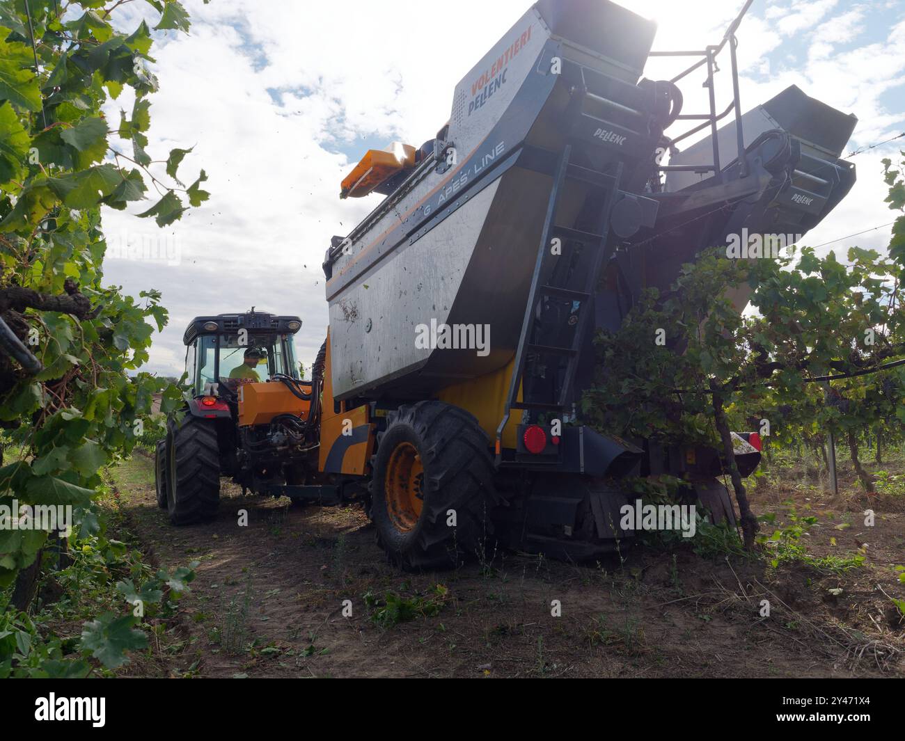 Erntemaschine an einem Traktor in einem Weinberg in der Stadt Montefiascone, Region Latium, Italien. September 2024 Stockfoto