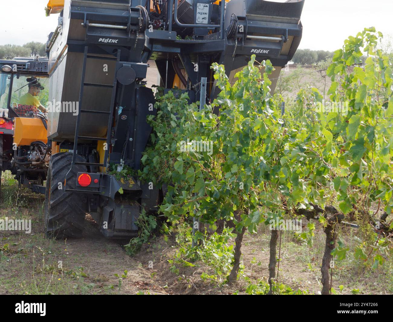 Erntemaschine an einem Traktor in einem Weinberg in der Stadt Montefiascone, Region Latium, Italien. September 2024 Stockfoto