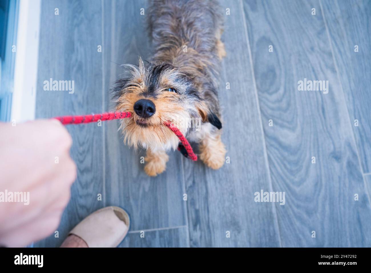 Ein kleiner, junger Dackelhund beißt und zieht hart an der Leine seines Besitzers. Sie sehen, wie die feste Hand des Besitzers den Zug hält. Hochformat von oben Stockfoto