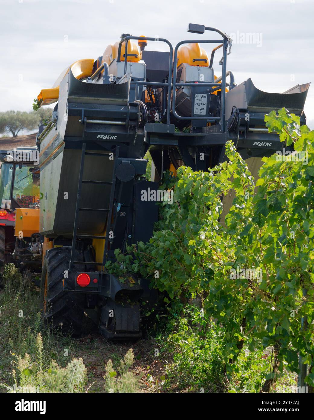 Erntemaschine an einem Traktor in einem Weinberg in der Stadt Montefiascone, Region Latium, Italien. September 2024 Stockfoto
