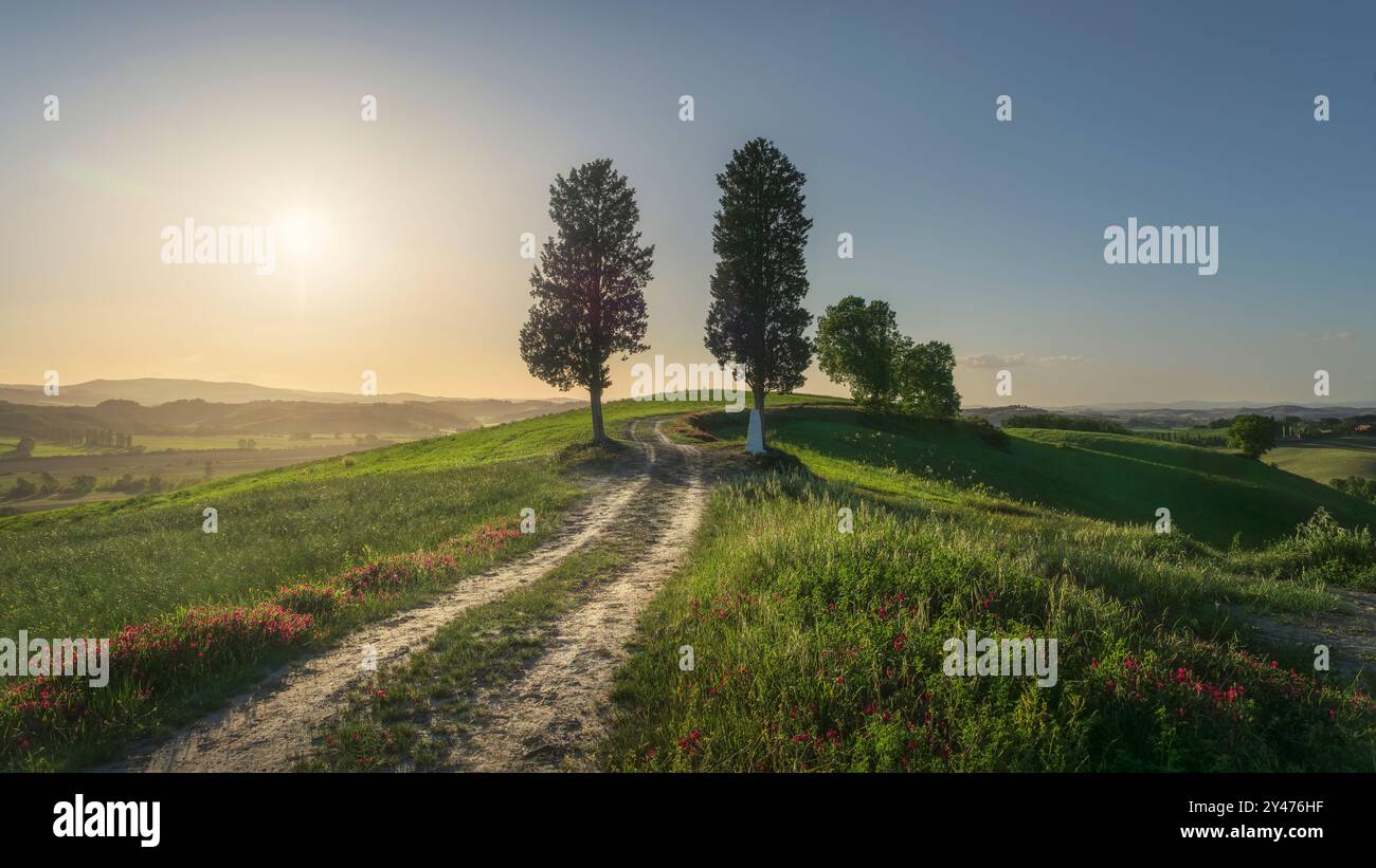 Zwei Bäume auf der Route der Via Francigena bei Buonconvento bei Sonnenuntergang. Provinz Siena, Toskana, Italien Stockfoto