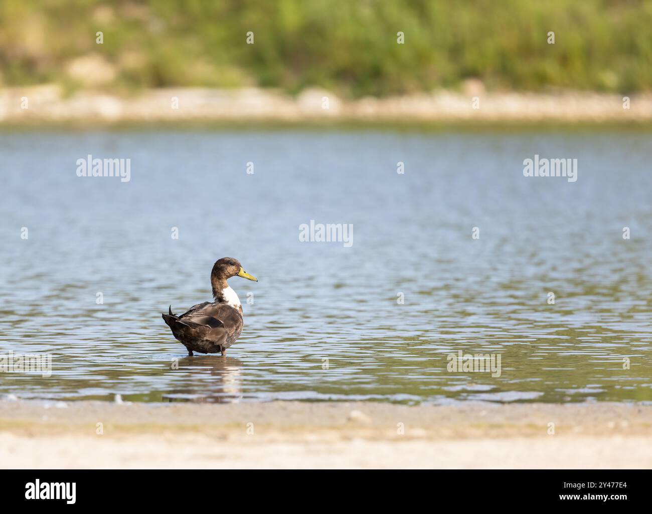 Manky Mallard Ente, die im September in einem See in Ontario stand Stockfoto