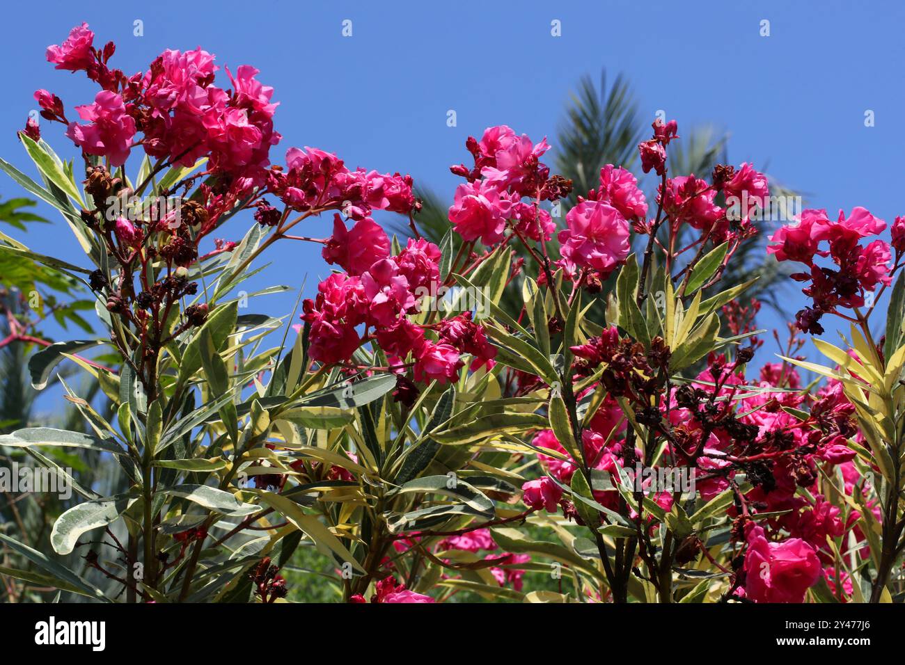Variierender rosafarbener Oleander, Nerium Oleander „Pink“, rosafarbene Jamaika Südsee Rose, rosafarbener Oleander, rosafarbene Laurier Rose, Oleander. Stockfoto
