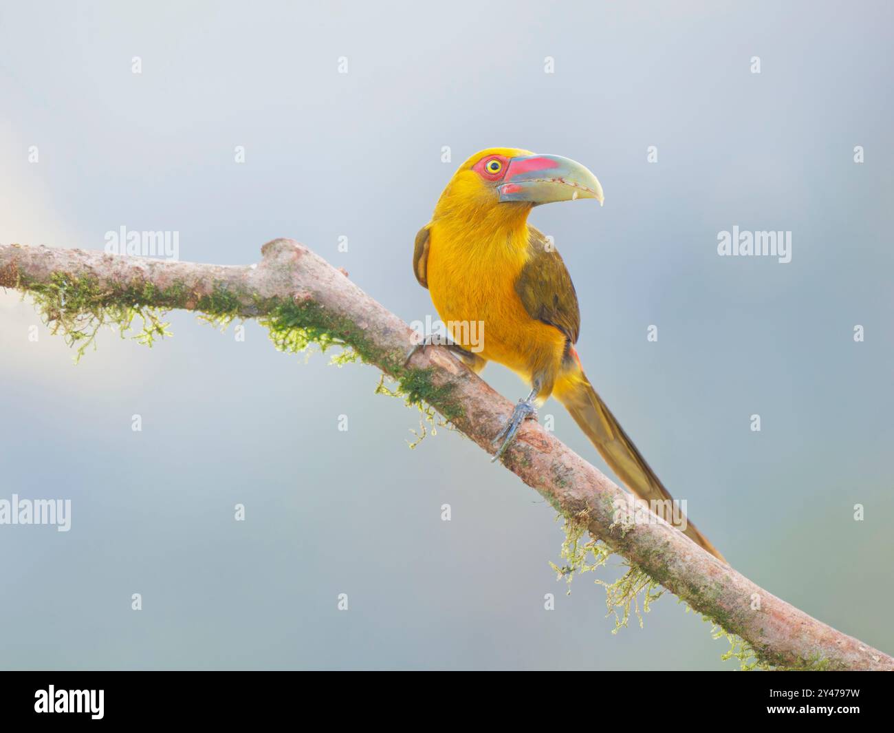 Safran Toucanet Pteroglossus bailloni Atlantic Forest, Brasilien BI043015 Stockfoto