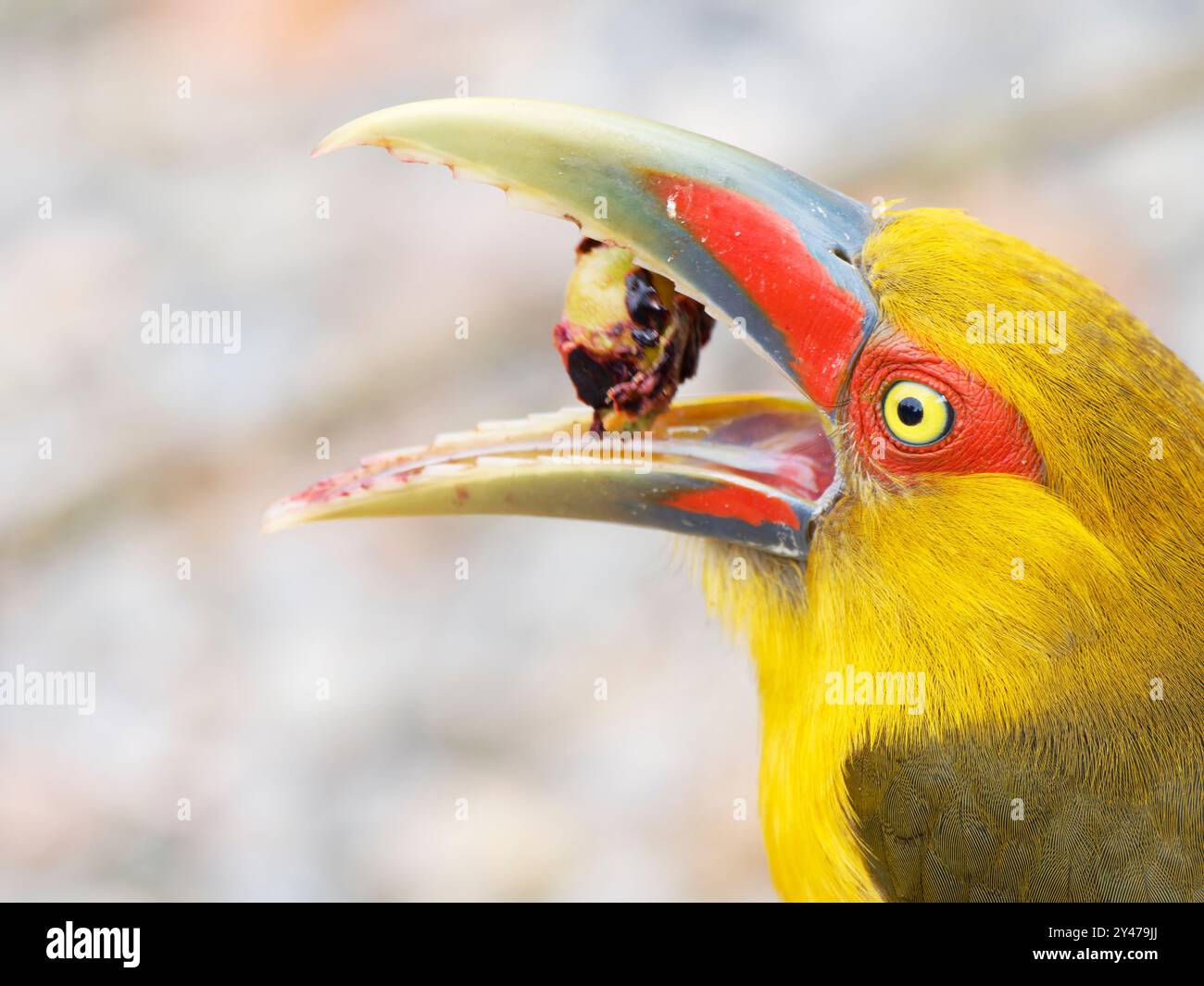 Safran Toucanet essen Palmenfrucht Pteroglossus bailloni Atlantic Forest, Brasilien BI043077 Stockfoto