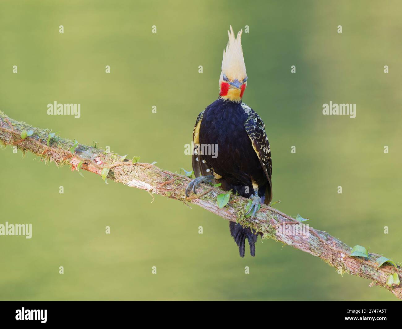 Blonder Haubenspecht männlich Celeus flavescens Atlantic Forest, Brasilien BI043166 Stockfoto