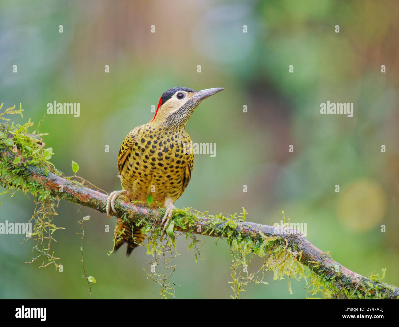 Grünspechte Colaptes melanochloros Atlantic Forest, Brasilien BI043219 Stockfoto