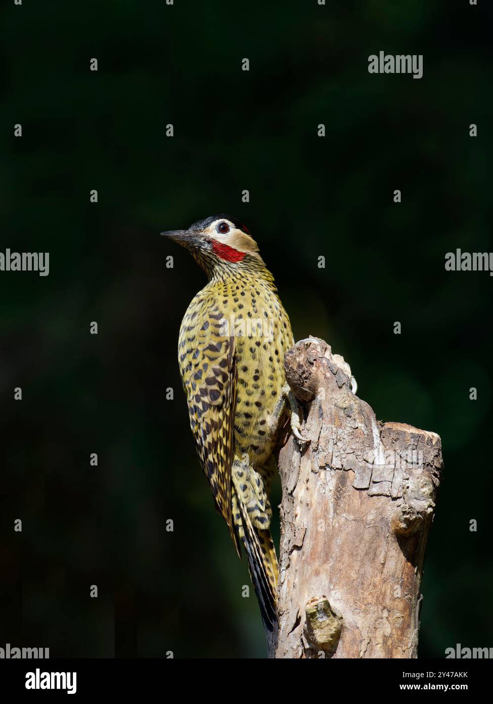 Grünspechte Colaptes melanochloros Atlantic Forest, Brasilien BI043240 Stockfoto