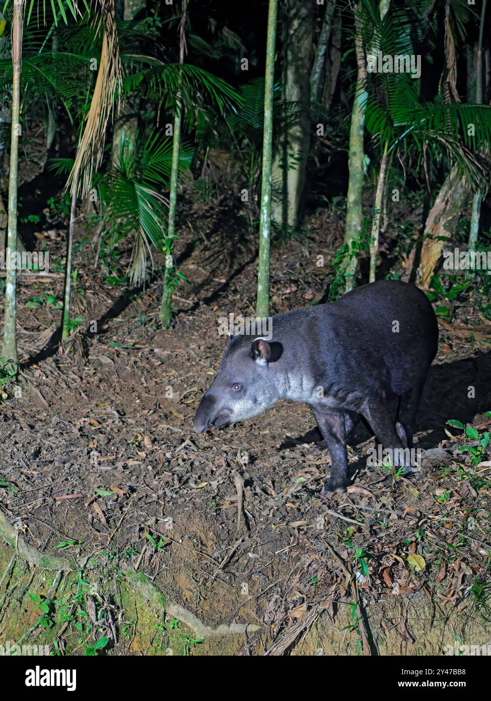 Brasilianischer Tapir Tapirus terrestris Atlantic Forest, Brasilien MA004840 Stockfoto