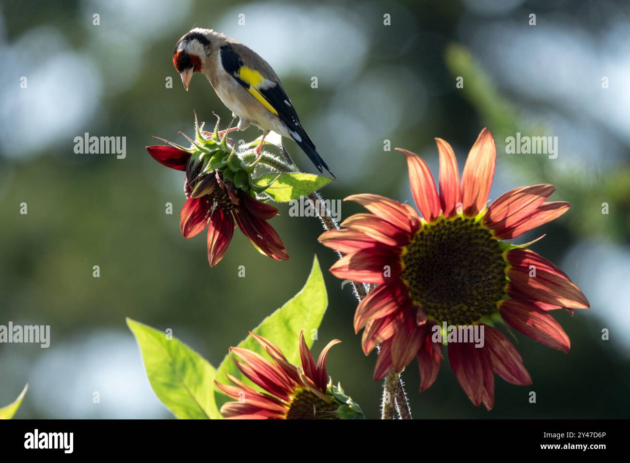 Carduelis carduelis Europäischer Goldfink Sonnenblumenvogelgarten Stockfoto
