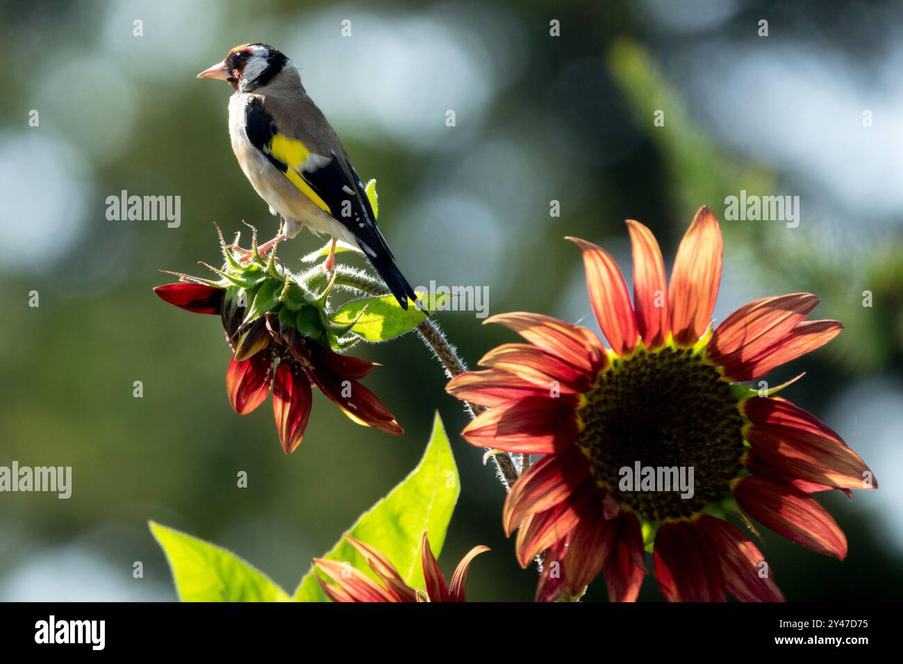 Europäischer Goldfinch Carduelis carduelis, Rot, Helianthus annuus, Vogelsonnenblumengarten Stockfoto