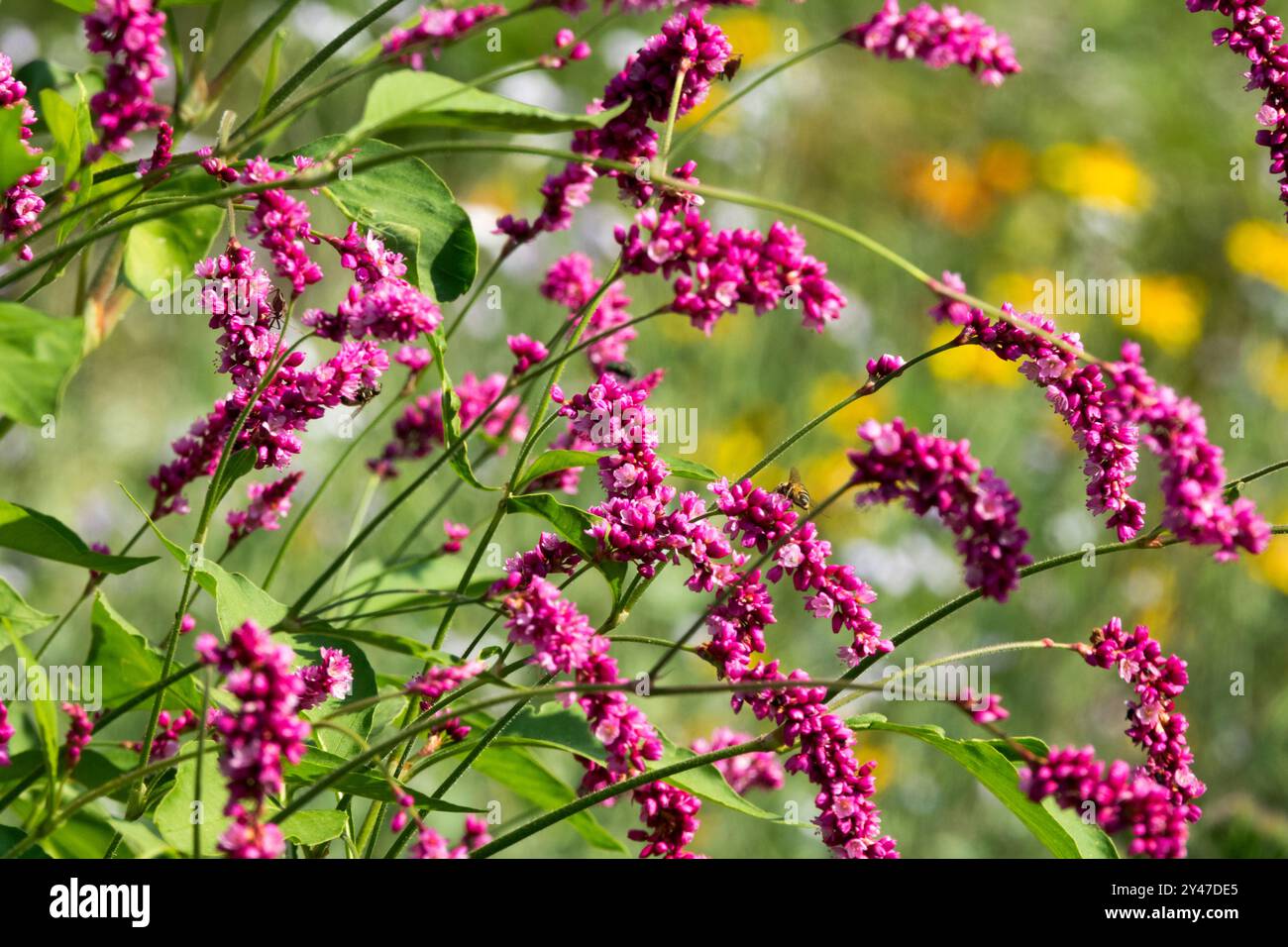 Persicaria orientalis Küss mich über das Gartentor Orientalische Pfefferprinzen Feder Polygonum orientale Purple Violett Blumen blühende Blüten Stockfoto