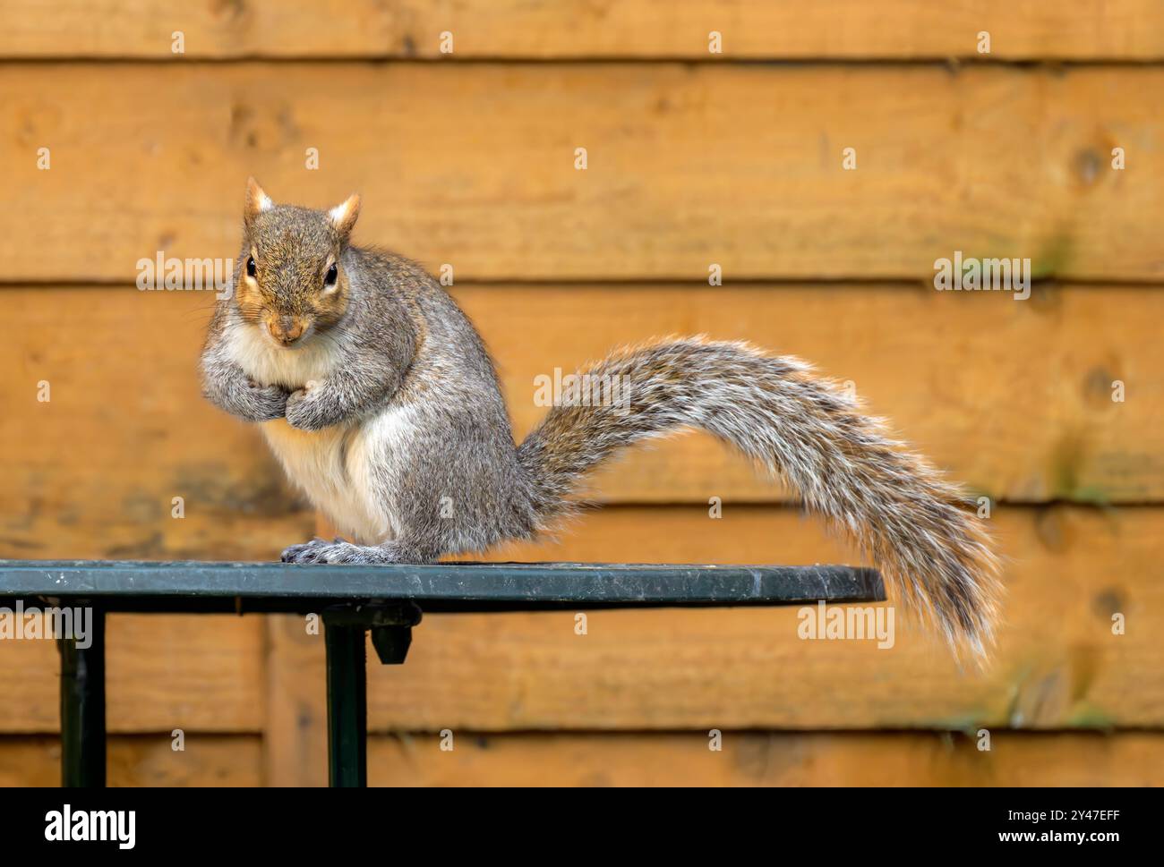 Graues Eichhörnchen mit Vorderpfoten zusammen, die sehr süß auf dem Gartentisch vor einem herbstlichen goldfarbenen Zaun im Garten, Großbritannien, aussahen Stockfoto