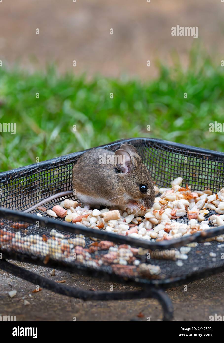 Holzmaus, auch Feldmaus genannt (Originalname Apodemus sylvaticus), die tagsüber Vogelsamen aus dem Boden fressen Stockfoto