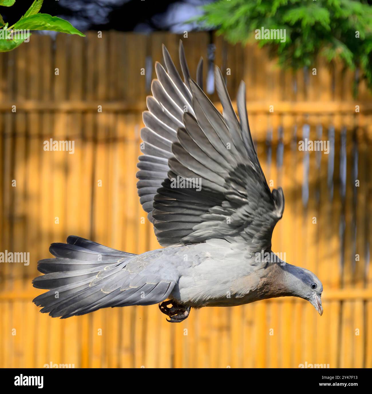 Jungtaube oder Jungvögel im Flug im Garten vor einer herbstlich goldfarbenen Bambuszäunplatte Stockfoto