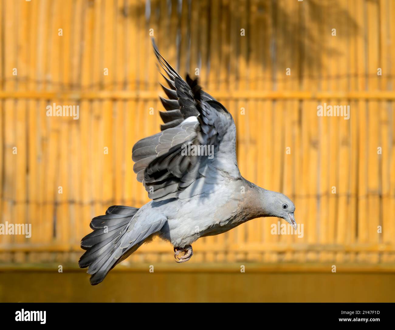 Jungtaube oder Jungvögel im Flug im Garten vor einer herbstlich goldfarbenen Bambuszäunplatte Stockfoto