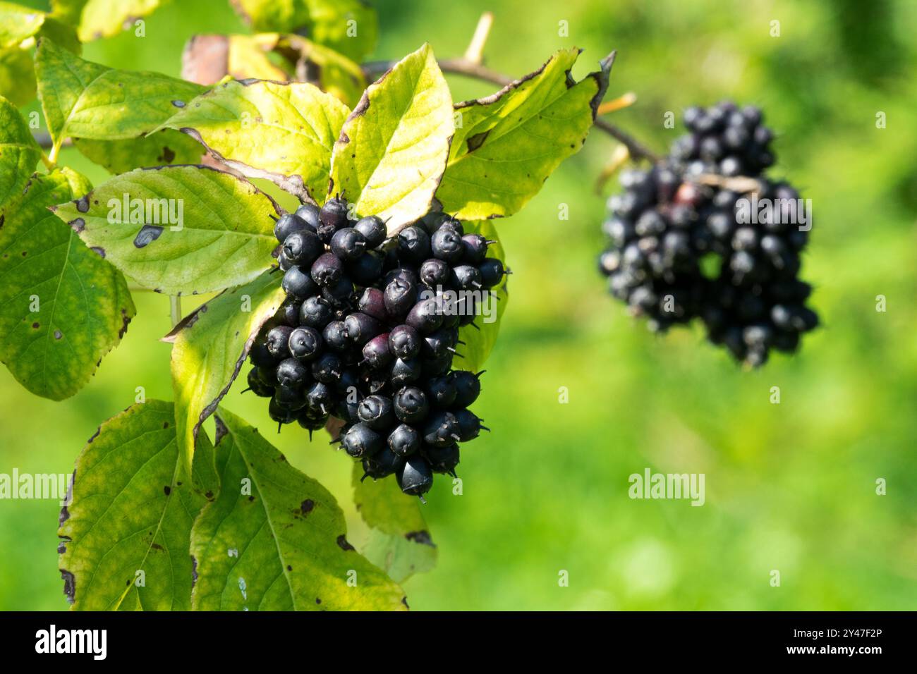 Eleutherococcus divaricatus oder Acanthopanax chiisanensis Black Beeren Stockfoto