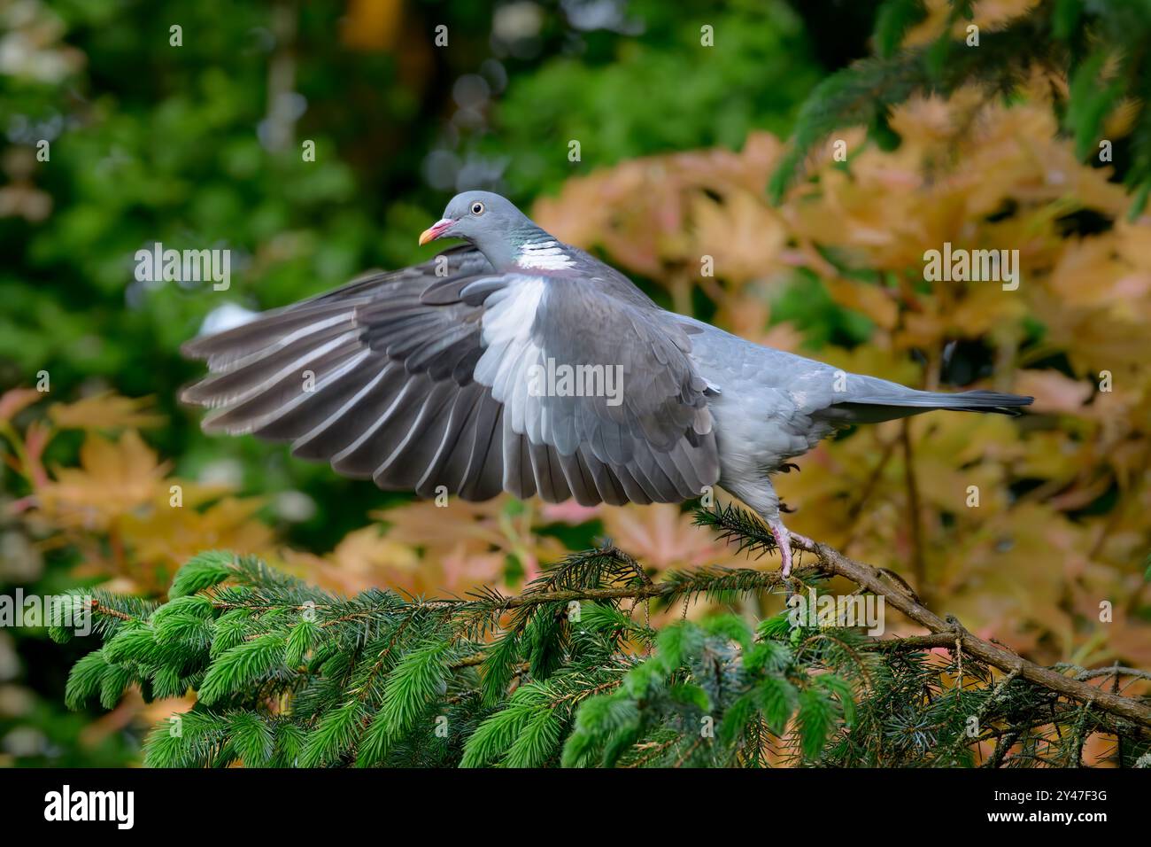 Erwachsene Holztaube, die gerade am sonnigen Tag von der Kiefer abfliegt Stockfoto