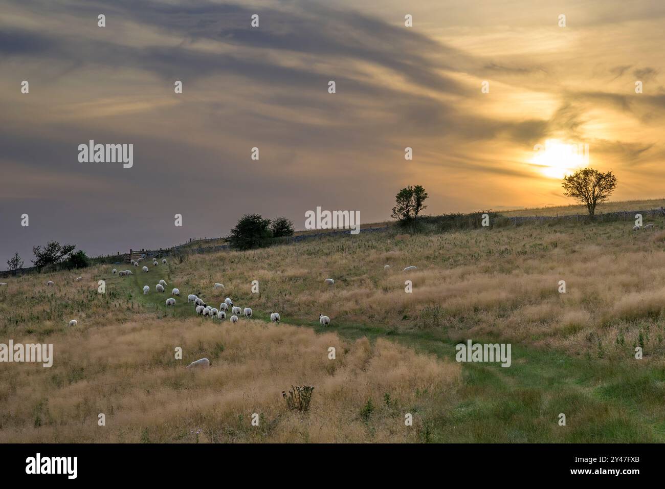 Die Mendips wurden von Deer Leap, dem höchsten Punkt der Mendips, Somerset, in der Abenddämmerung mit goldenem Sonnenuntergang und Schafspur auf dem Weg, aufgenommen Stockfoto