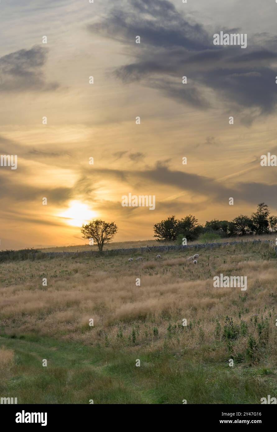 Die Mendips, Somerset, großbritannien, stammen von Deer Leap, dem höchsten Punkt der Mendips, in der Abenddämmerung mit goldenem Sonnenuntergang und weidenden Schafen Stockfoto