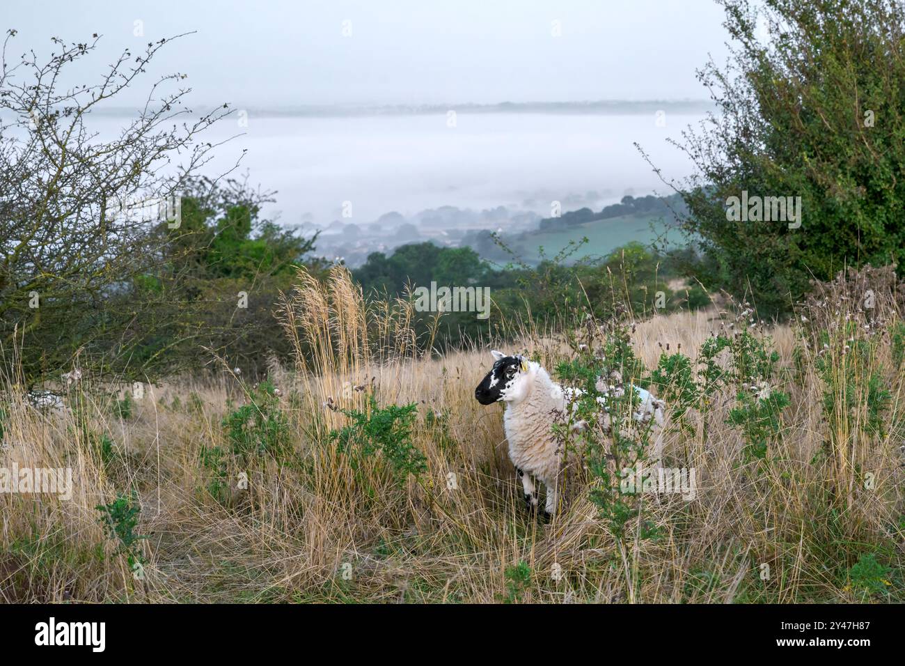 Einsames Schaf auf den Mendips mit frühmorgendlichem Nebel und Nebel auf den Somerset Levels im Hintergrund Stockfoto