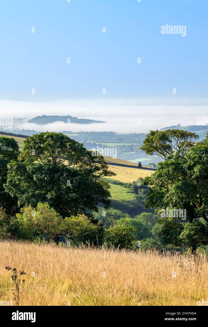 Ländliche Szene über den Somerset Levels, aufgenommen am frühen Morgen im Sommer von den Mendip Hills in Somerset, Großbritannien, mit sonnendurchfluteten Hügeln im Vordergrund und Nebel Stockfoto
