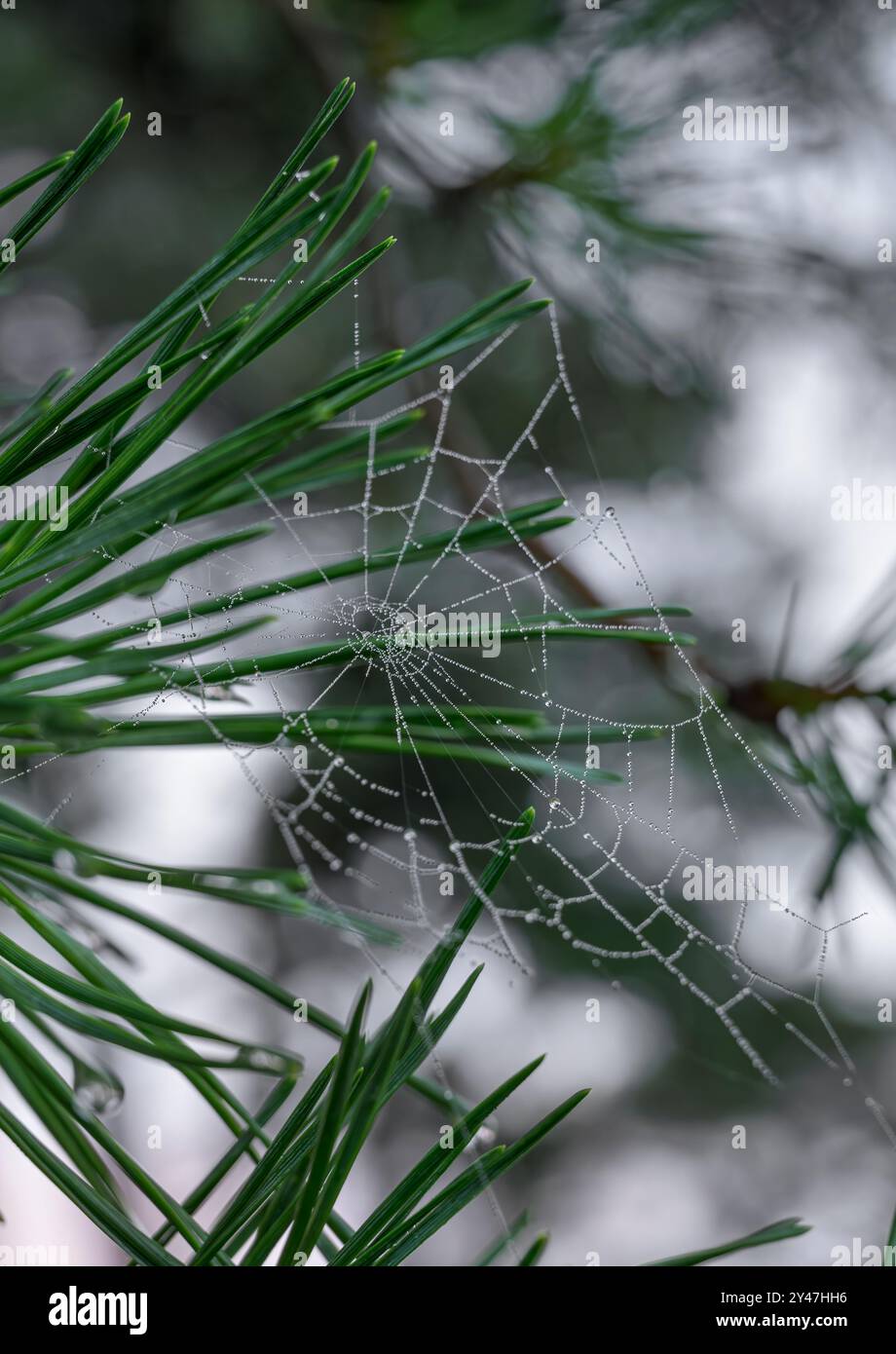 Taufende Spinnennetze auf Kiefern, aufgenommen bei Sonnenaufgang an einem nebeligen Tag, mit dem Netz wie winzige Perlen auf einem Faden aussieht Stockfoto