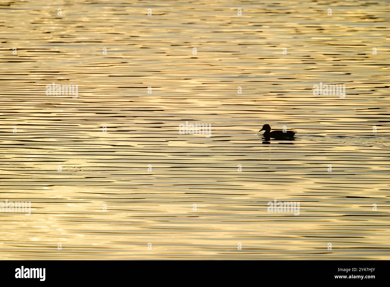 Stockenten-Ente-Silhouette auf einem hellen Sonnenaufgang Blagdon Lake, Somerset, verleiht dem See ein warmes gelbliches Leuchten mit einem ungewöhnlichen, fast gestreiften Muster Stockfoto