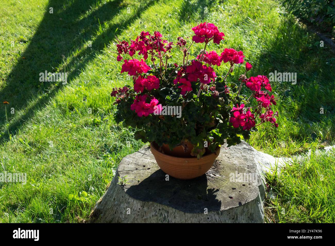 Rote Pelargonium Topf Geranium Blumen Topf blühende Blüten blühend im Blumentopf Pflanzen Sie rote Geranium im Topf auf einem alten Baumstamm im Garten Stockfoto