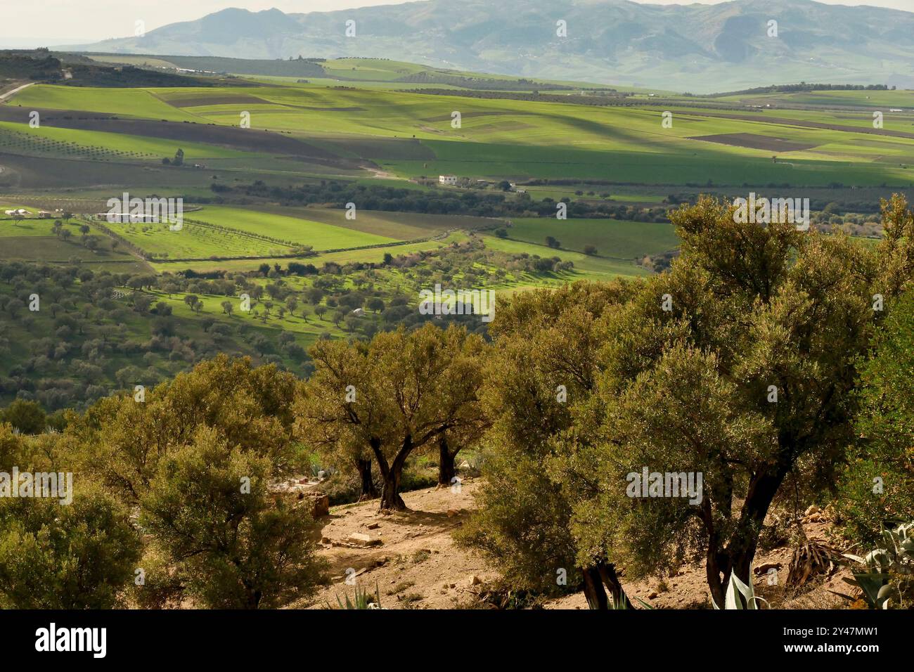 Die heilige Stadt Moulay Driss Zerhoun, Meknes. Marokko, Nordafrika Stockfoto